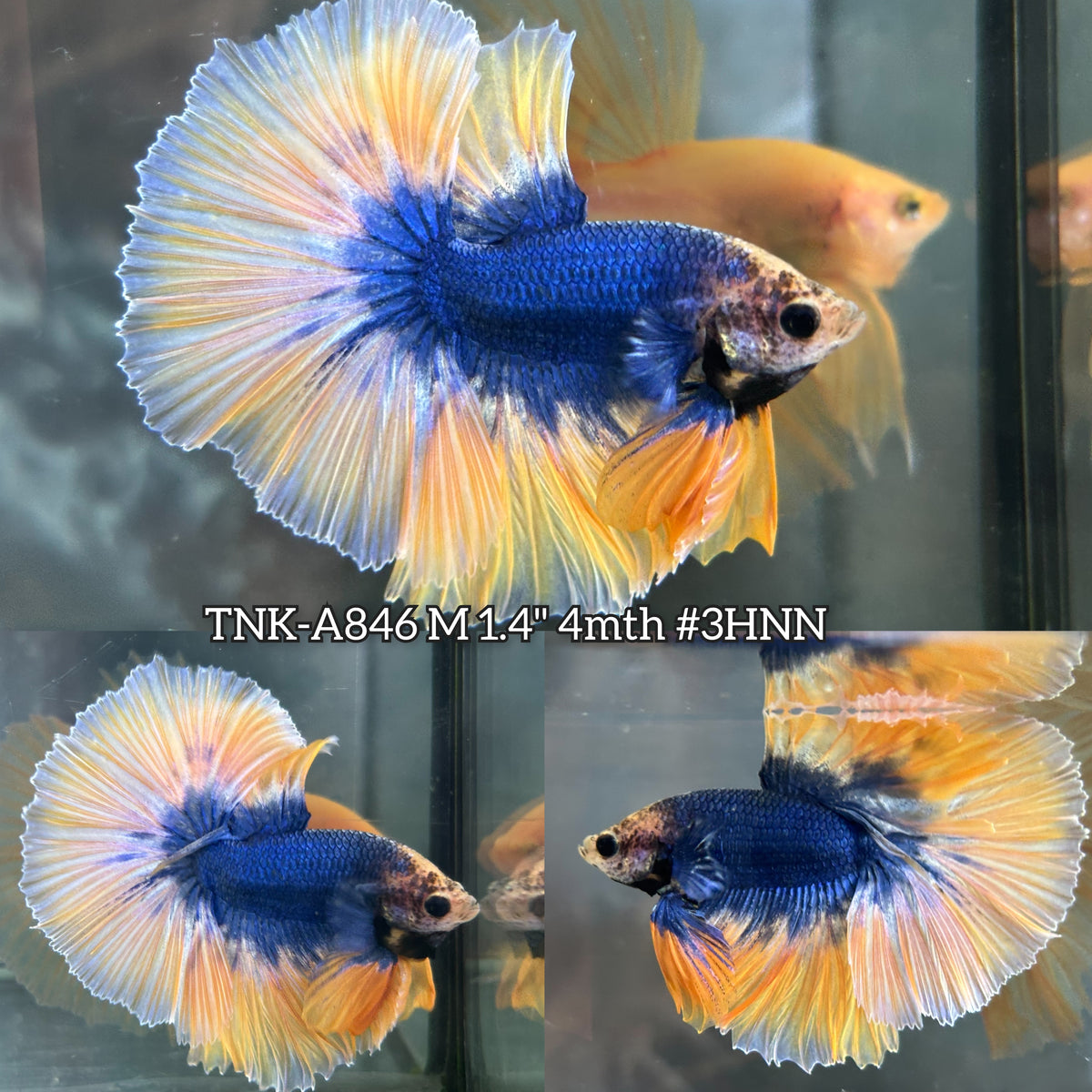 Live Male Betta Yellow Blue Mascot Over Halfmoon (TNK-A846) High quality what you see what you get!!