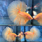 Live Male Betta Super Yellow Solid color Over Halfmoon (TNK-A847) High quality what you see what you get!!