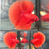 Live Male Betta Super Orange Solid color Over Halfmoon (TNK-A848) High quality what you see what you get!!