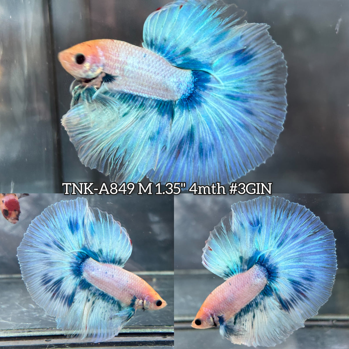 Live Male Betta Blue Grizzle Over Halfmoon (TNK-A849) High quality what you see what you get!!