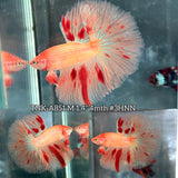 Live Male Betta Orange Vanda Armageddon Halfmoon (TNK-A851) High quality what you see what you get!!