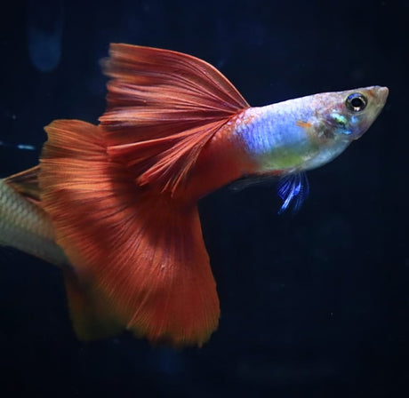  Blue Lazuri Red Tail High Dorsal Guppy