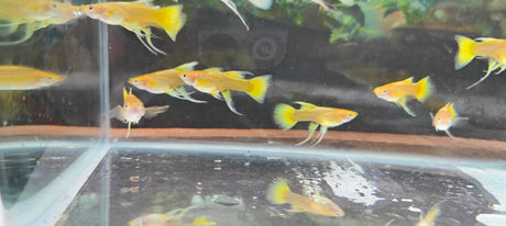 Full Gold Ribbon Guppy 