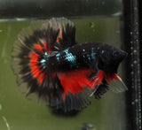 Black Galaxy Halfmoon Male Betta Rosetail 