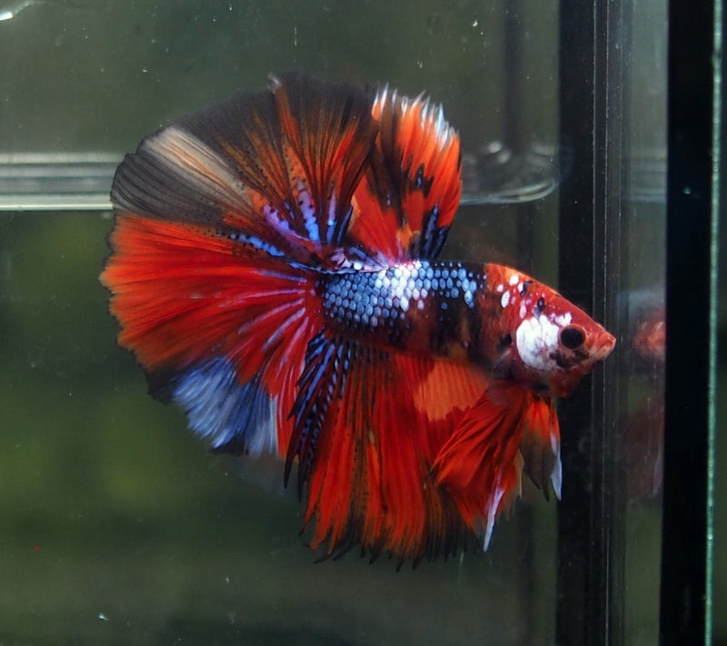 beta fish Koi Nemo Fancy Halfmoon Male Betta — Coast Gem USA