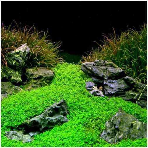 LINDERNIA ROTUNDIFOLIA (BABY TEARS)