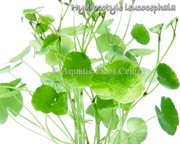 HYDROCOTYLE LEUCOCEPH (PENNYWORT, BRAZILIAN)
