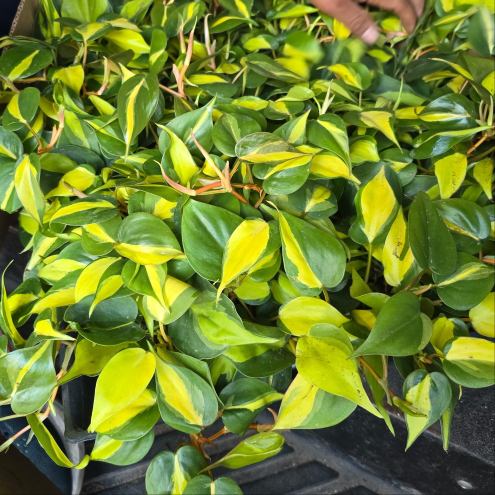Brasil Philodendron Brasil in 4 inch pot