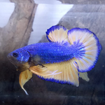 Live Freshwater Betta Male Plakat Premium Quality Multi Color Mustard Mustard Our Choice (CBM-1037)