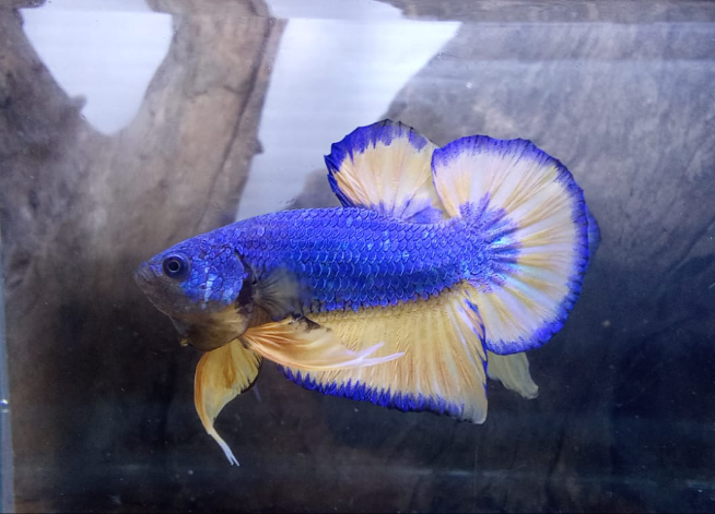 Live Freshwater Betta Male Plakat Premium Quality Multi Color Mustard Mustard Our Choice (CBM-1037)