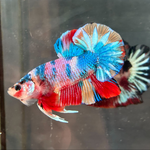 CANDY/CANDY SWEET/MULTI COLOR KOI PLAKAT MALE BETTA Our Choice (CBM-1087)