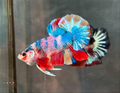 CANDY/CANDY SWEET/MULTI COLOR KOI PLAKAT MALE BETTA Our Choice (CBM-1087)