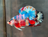 CANDY/CANDY SWEET/MULTI COLOR KOI PLAKAT MALE BETTA Our Choice (CBM-1087)