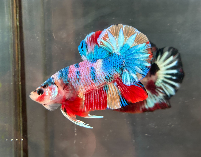 CANDY/MULTI COLOR KOI PLAKAT MALE BETTA (CBM-1087) BUY 4 GET 1 FREE MIX & MATCH