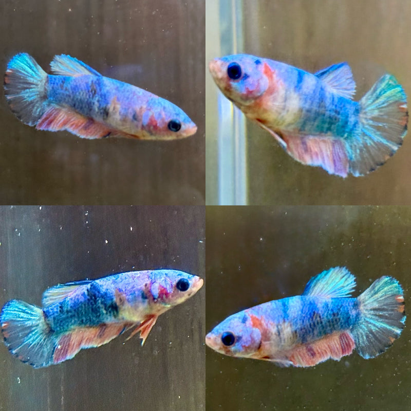 LIVE FISH FANCY COTTON CANDY FEMALE BETTA  ( LLL-0018) WHAT YOU SEE IS WHST YOU GET! READY TO SHIP!
