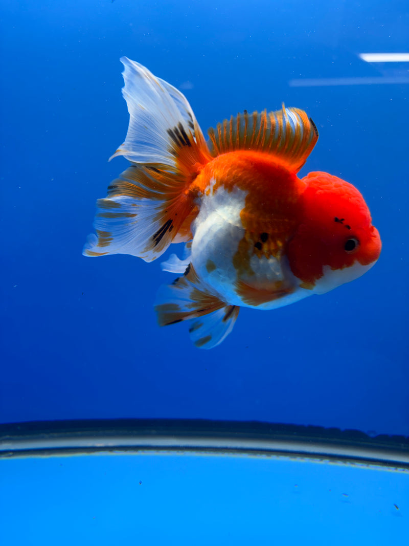 Fancy Thai Goldfish Tri-Color (R3B03) DR-011