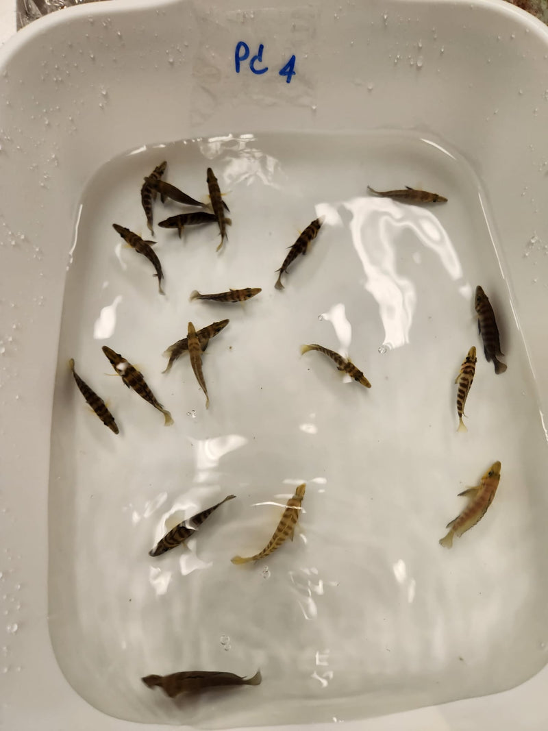 Altolamprologus compressiceps Kasanga "Goldhead" 2.00" (CHD-160)