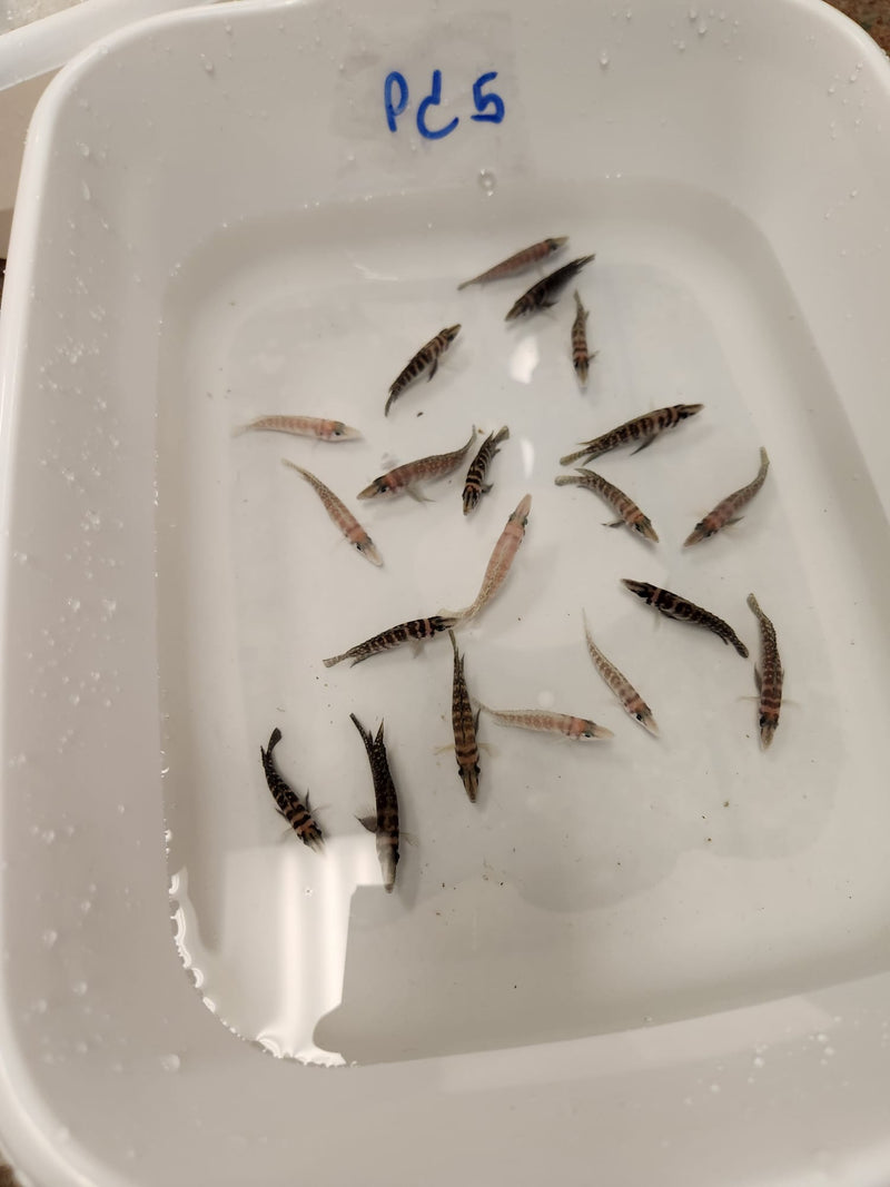 Altolamprologus Calvus Chaitika White 2.00" (CHD-161)