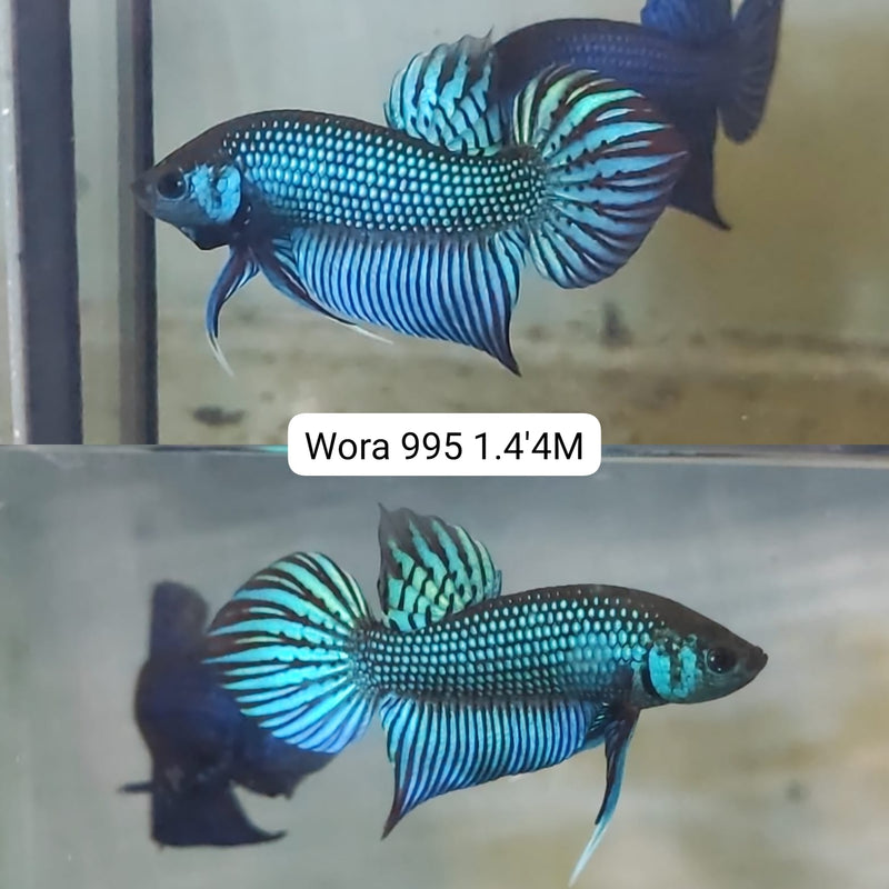 (WORA-995) GREEN HYBRID MAHACHAI MALE BETTA