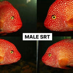 Live Fish American Cichlid SUPER RED TEXAS Fry 1.00-2.00 inch (CHD-049)