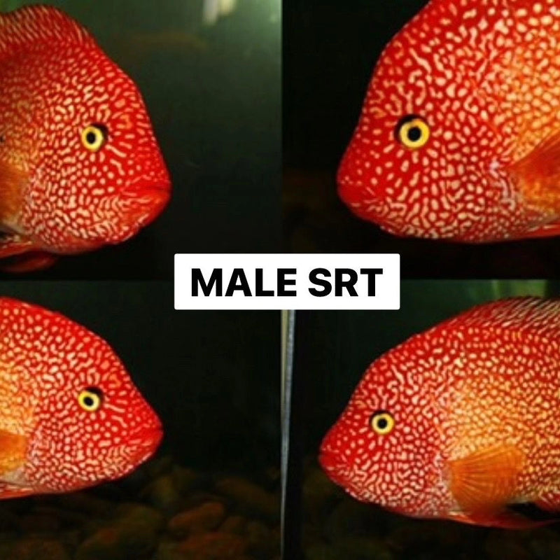 Live Fish American Cichlid SUPER RED TEXAS Fry 1.00-2.00 inch (CHD-049)