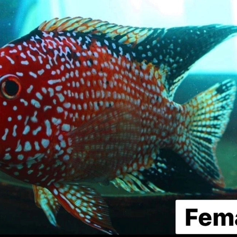 Live Fish American Cichlid SUPER RED TEXAS Fry 1.00-2.00 inch (CHD-049)