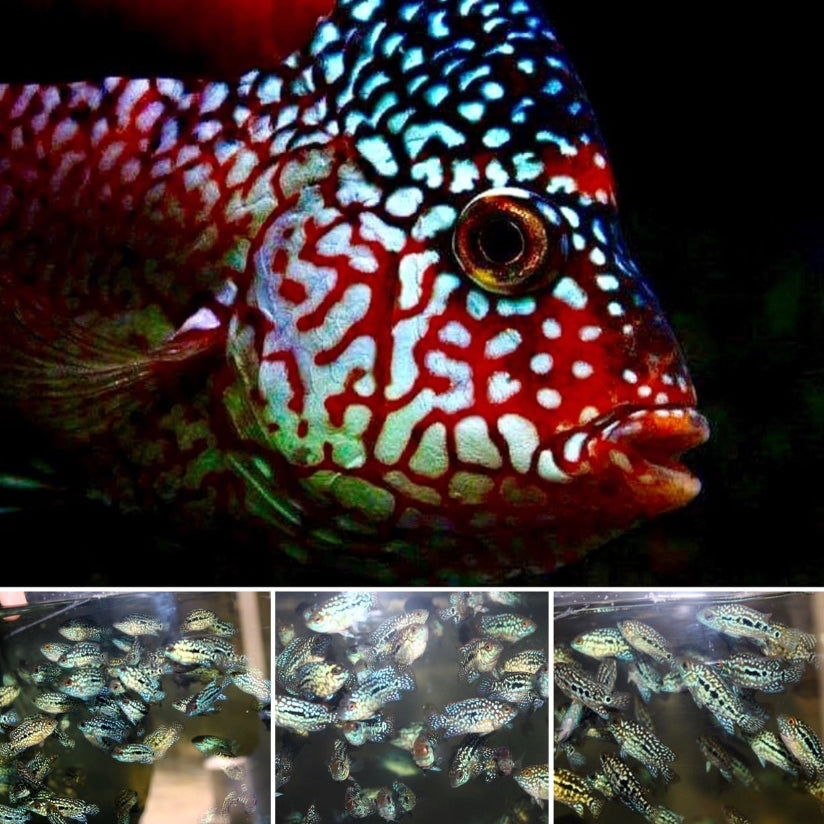 Live Fish American Cichlid SUPER RED TEXAS Fry 1.00-2.00 inch (CHD-049)