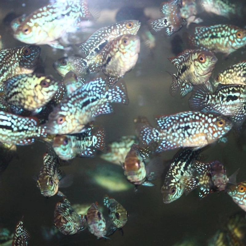 Live Fish American Cichlid SUPER RED TEXAS Fry 1.00-2.00 inch (CHD-049)