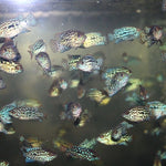 Live Fish American Cichlid SUPER RED TEXAS Fry 1.00-2.00 inch (CHD-049)