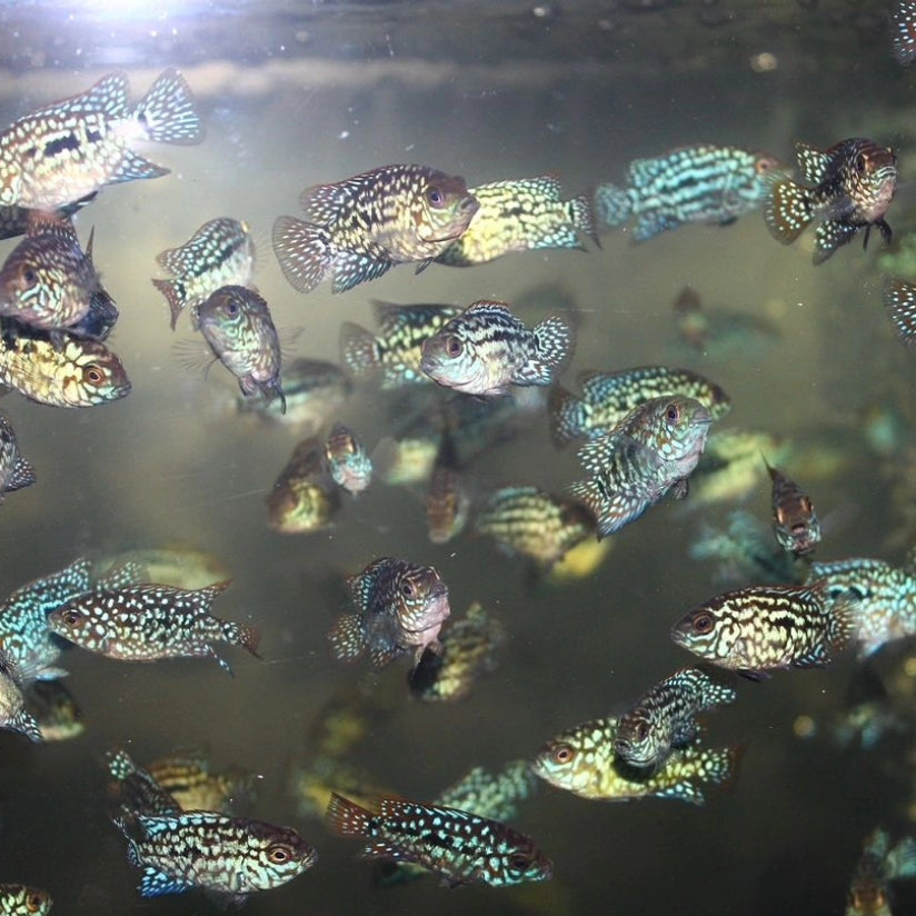 Live Fish American Cichlid SUPER RED TEXAS Fry 1.00-2.00 inch (CHD-049)