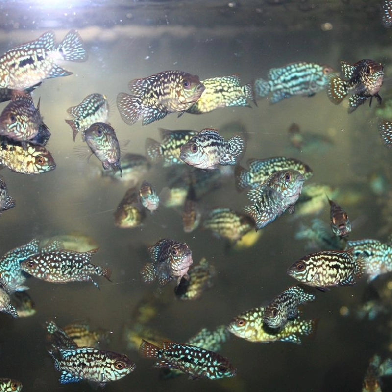 Live Fish American Cichlid SUPER RED TEXAS Fry 1.00-2.00 inch (CHD-049)