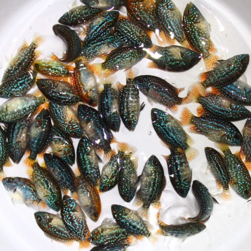 Live Fish American Cichlid SUPER RED TEXAS Fry 1.00-2.00 inch (CHD-049)