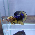 Yellow Galaxy/Fancy Koi Male Plakat Betta Our Choice (CBM-1121)