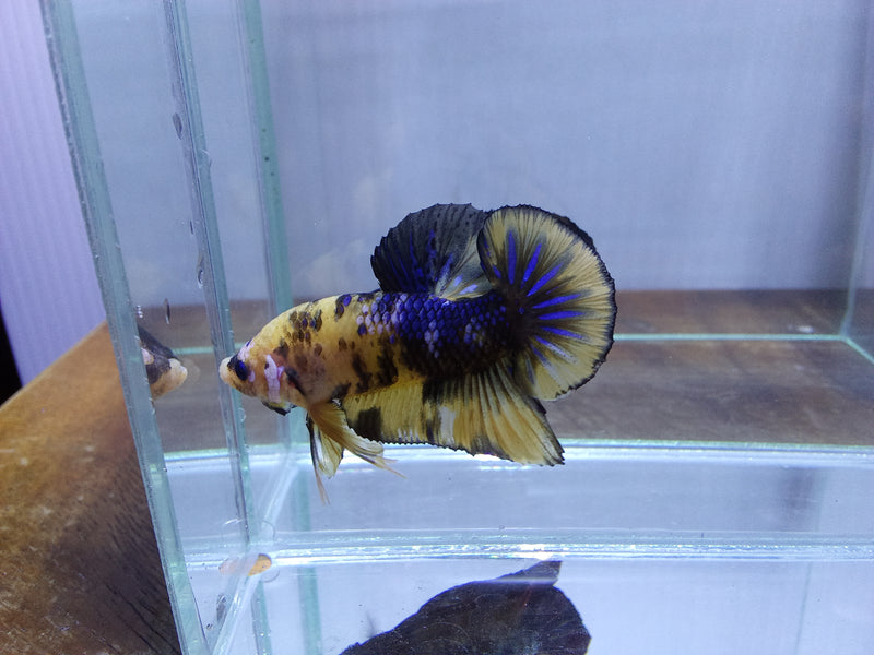 Yellow Galaxy/Fancy Koi Male Plakat Betta (CBM-1121) BUY 4 GET 1 FREE! MIX & MATCH