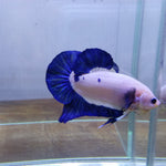 Blue Rim Plakat Male Betta Our Choice (CBM-1044)