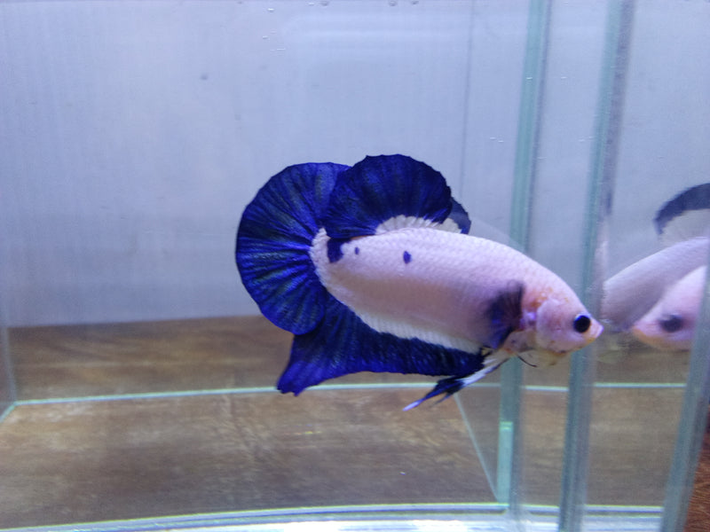 Blue Rim Plakat Male Betta (CBM-1044) BUY 4 GET 1 FREE! MIX & MATCH