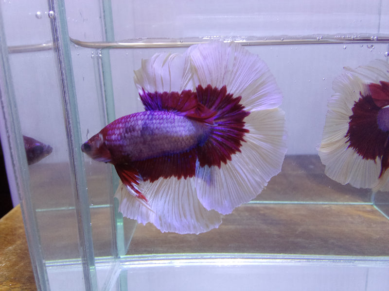 Mix Butterfly Halfmoon Rosetail Male Betta (CBM-1015 GROUP) Our Choice BUY 4 GET 1 FREE MIX & MATCH