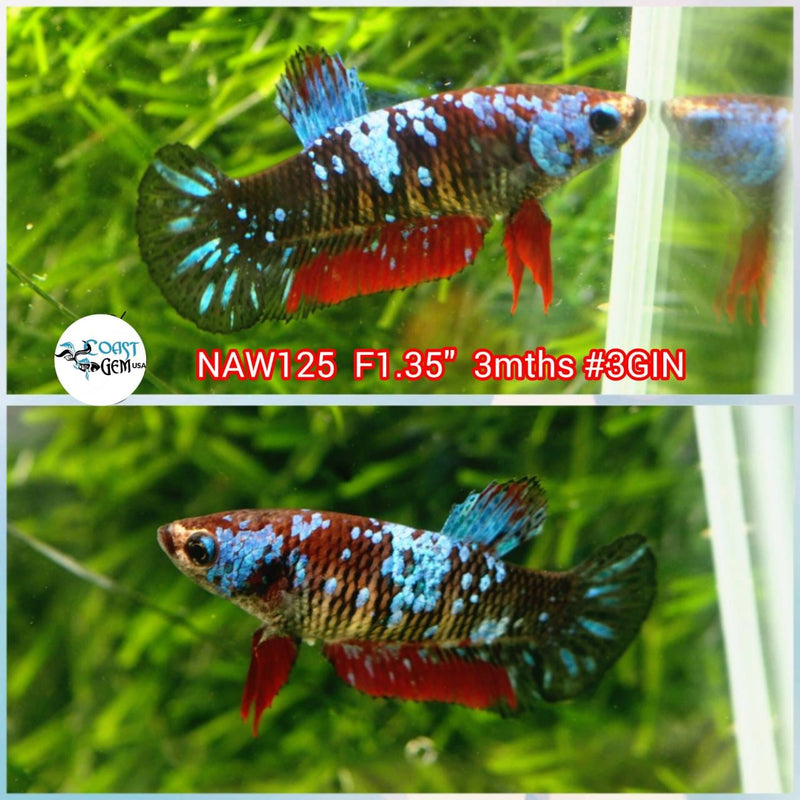 H Live Female Betta Red Black Stardust Plakat (NAW-125) What you see What you get