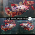 H Live Female Betta Candy Nemo Plakad (JUB-399) What you see What you get