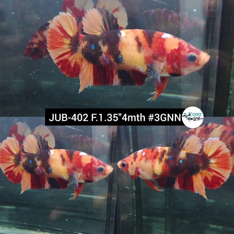 Live Female Betta Classic Nemo Plakad (JUB-402) What you see What you get