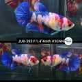 H Live Female Betta Fancy Koi marble Plakad (JUB-393) What you see What you get