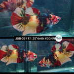 H Live Female Betta Nemo Koi Plakad (JUB-391) What you see What you get