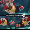 H Live Female Betta Nemo Koi Plakad (JUB-391) What you see What you get