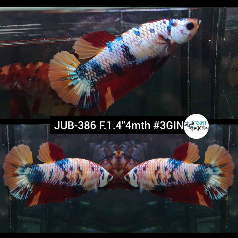 H Live Female Betta Candy Nemo Plakad (JUB-386) What you see What you get