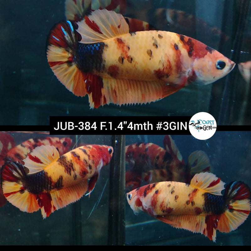 Live Female Betta Nemo Koi Plakad (JUB-384) What you see What you get