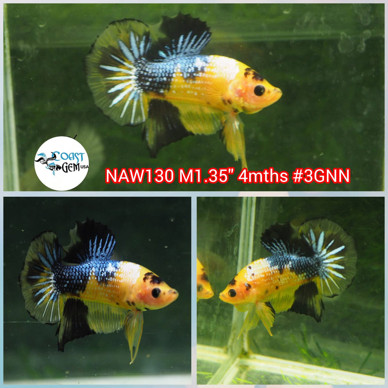 H Live Male Betta Yellow Copper Koi Plakat (NAW-130) What you see What you get!
