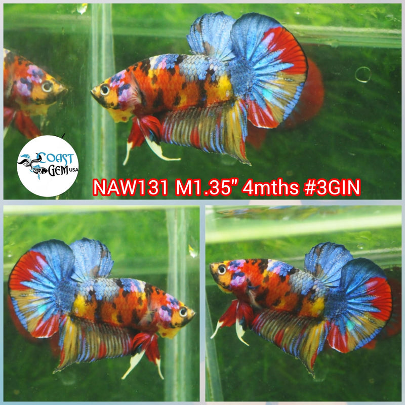 H Live Male Betta Galaxy Nemo Plakat (NAW-131) What you see What you get!