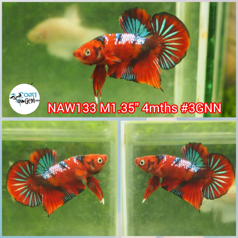 H Live Male Betta Red Koi Plakat (NAW-133) what you see what you get!