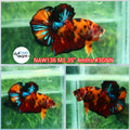 H Live Male Betta Classic Nemo Koi Plakat (NAW-136) what you see what you get!