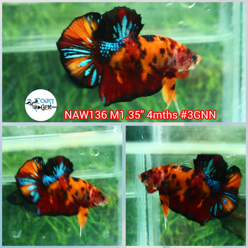 H Live Male Betta Classic Nemo Koi Plakat (NAW-136) what you see what you get!